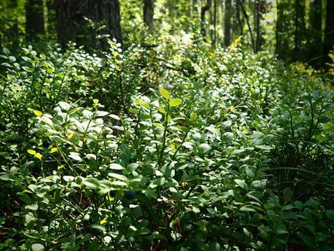 A wild blueberry shrub growing in the woods. It is sunlit from the front, the trees behind it partially shadowed.