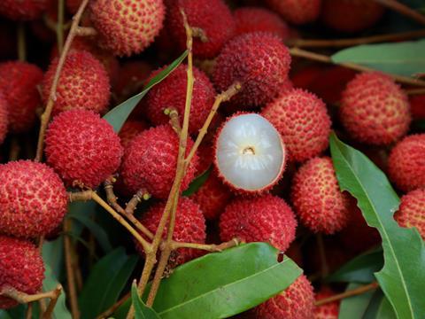 lychee