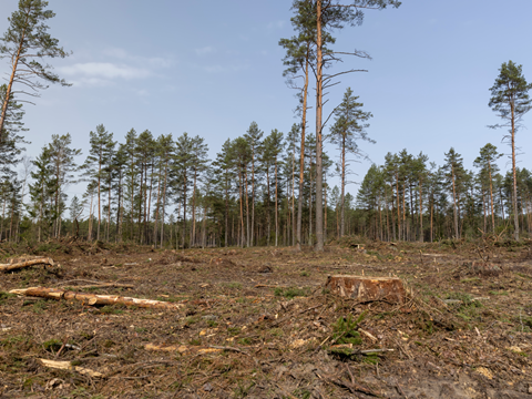 PE_Deforestation