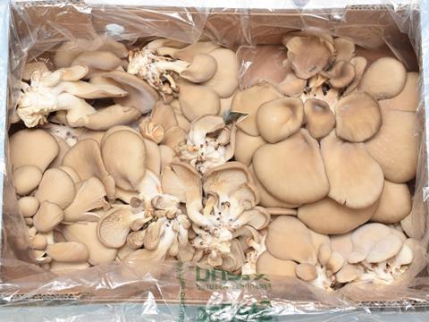 PE_StePac_Mushrooms