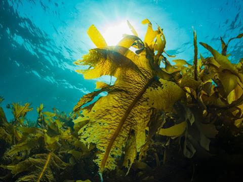 Report points to emerging industry for seaweed based bioplastics