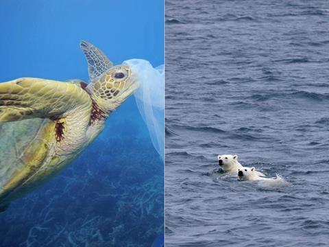 turtle vs bear.jpg