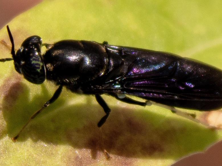 Researchers develop ‘degradable’ bioplastics from black soldier flies