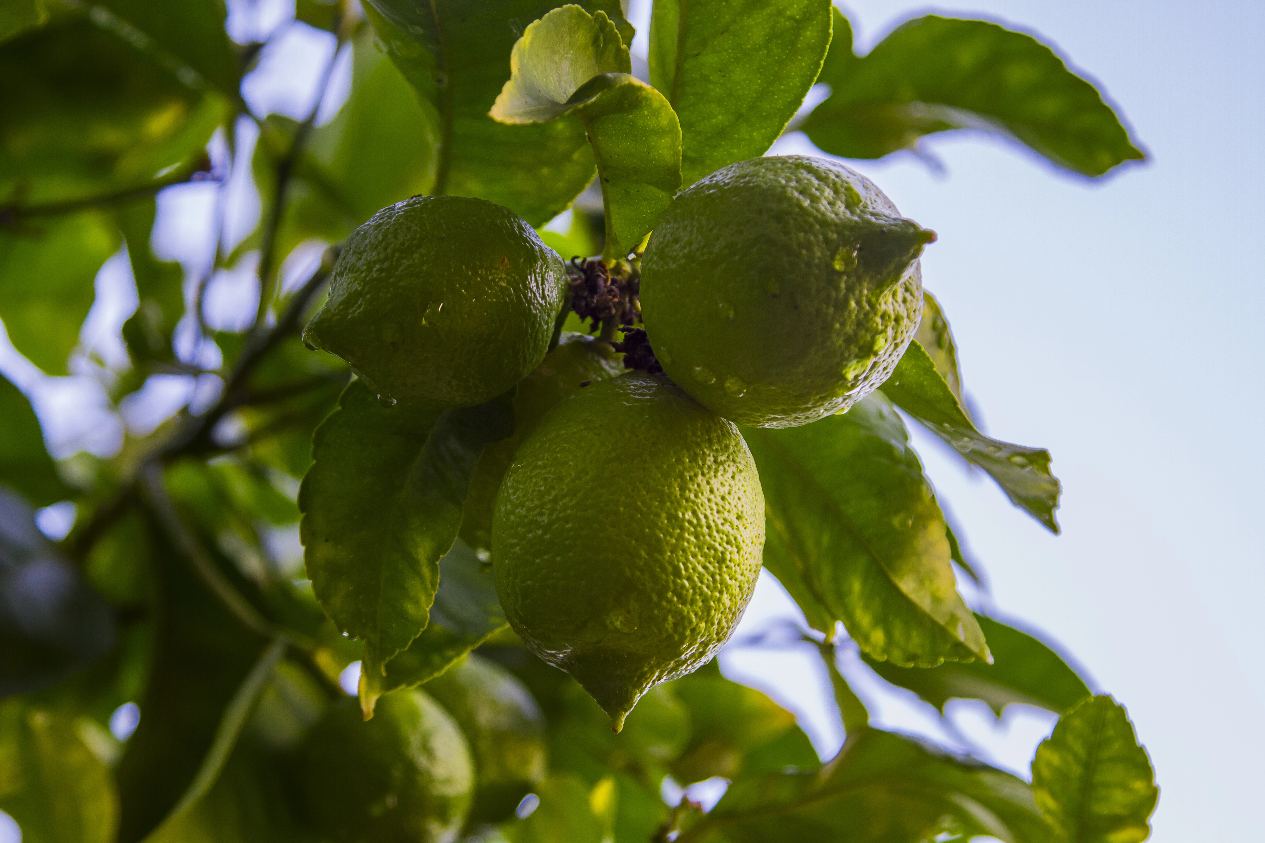 Improving packaging sustainability through the valorization of agricultural and food industry by-products: New compostable…