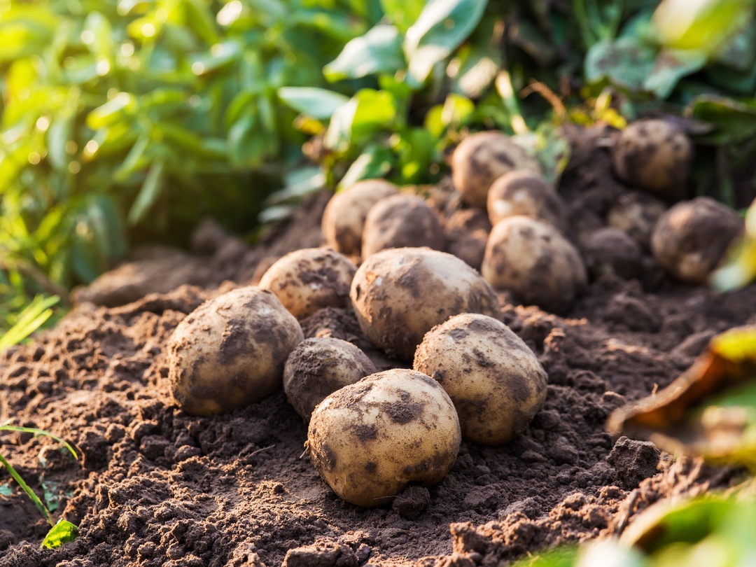 PE_Potatoes